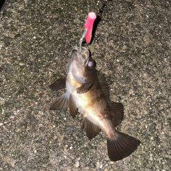 バチ抜け 今年は?