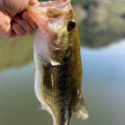 午前中ボート釣行！