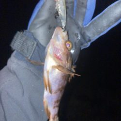 メバルプラッキング