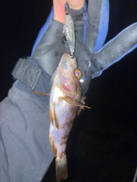 メバルプラッキング