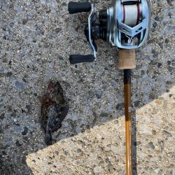 春のライトゲーム