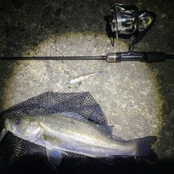 大阪湾奥シーバス