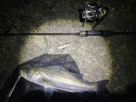 大阪湾奥シーバス