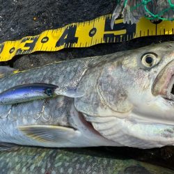 大物は目の前にして逃げられる笑