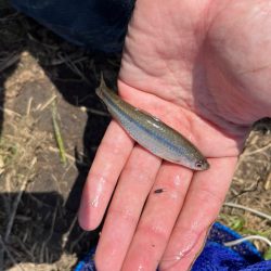 のんびりモロコ釣り