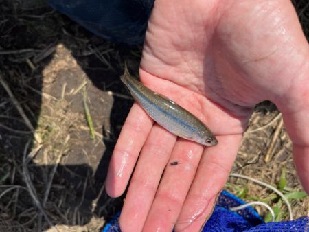 のんびりモロコ釣り