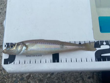 2024シロギスタ初釣行