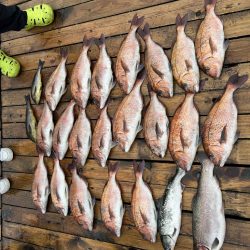 海上釣堀辨屋 本多商店イベント