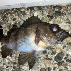 小メバルが多め!