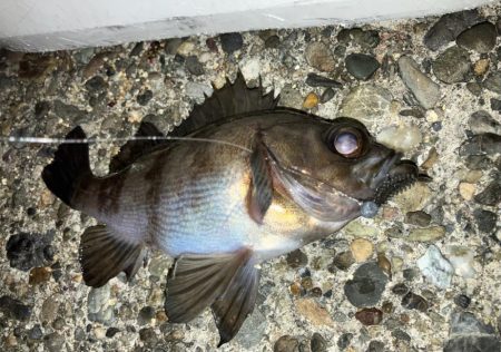 小メバルが多め!