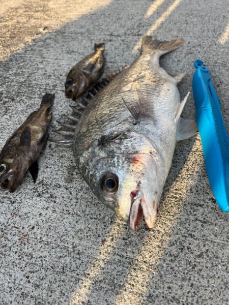 メバル好調です♪