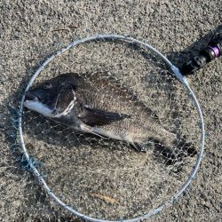 今年初の落とし込み