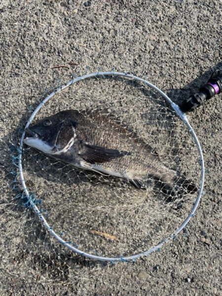 今年初の落とし込み