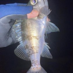 メバルプラッキン