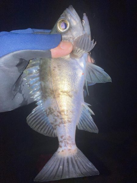 メバルプラッキン