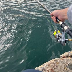 今シーズン初釣り、初釣果!