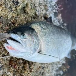 サクラマスとライン点検不履行