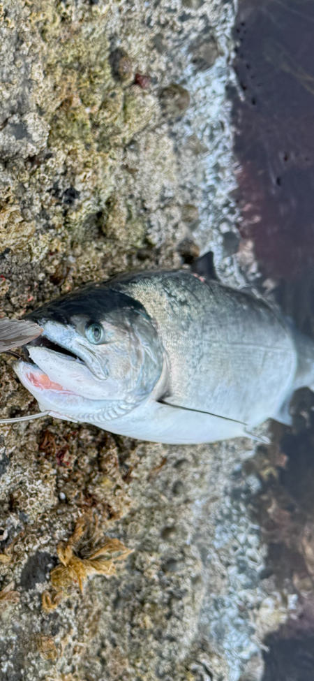 サクラマスとライン点検不履行
