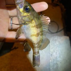 連日メバリング