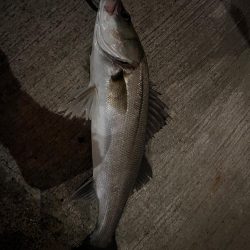 久しぶりの連続ヒット