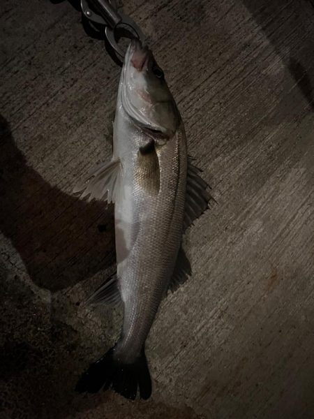 久しぶりの連続ヒット