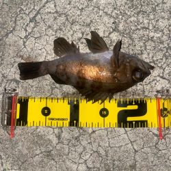 今日はメバルとサバ1匹づつ…