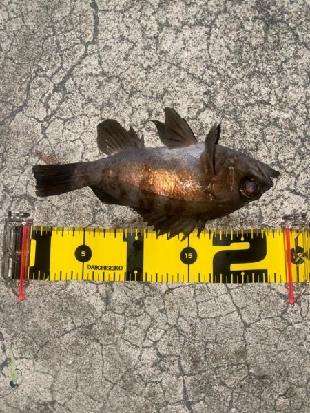 今日はメバルとサバ1匹づつ…