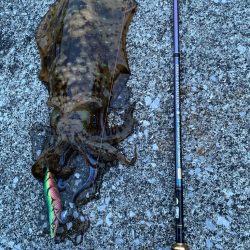 春イカエギング開幕