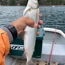 わかさぎ&シナノユキマス釣り