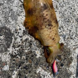 愛南遠征(土曜日)