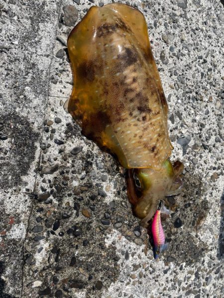 愛南遠征(土曜日)