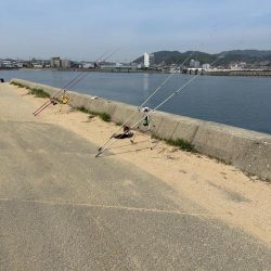 花見🌸カレイ狙い