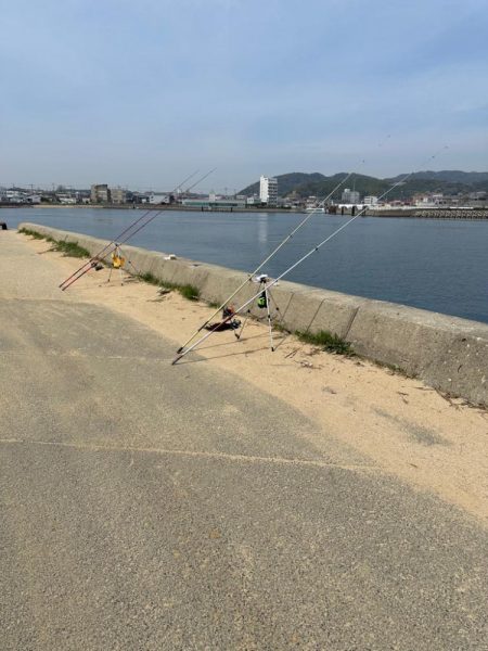 花見🌸カレイ狙い