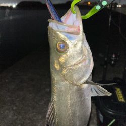 岸和田一文字でバチ抜けシーバスチャレンジ