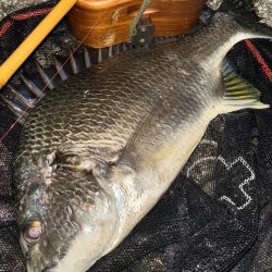 ヘチってきました