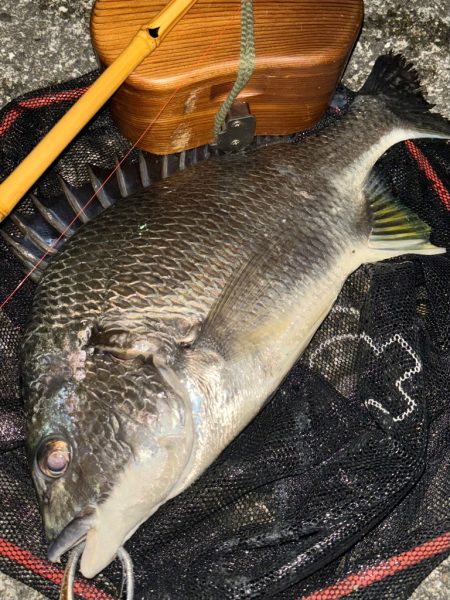 ヘチってきました