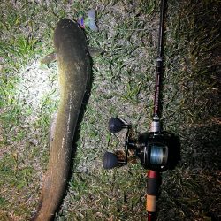 今年の初ナマズ