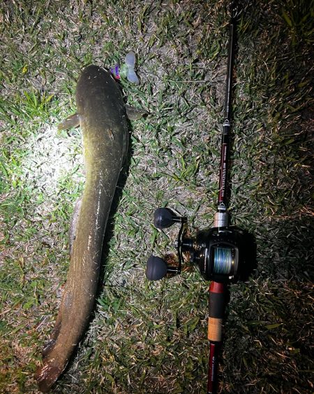 今年の初ナマズ