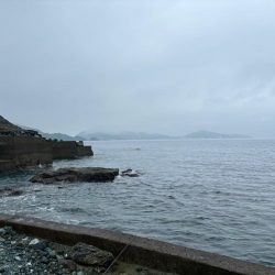 ガシラ(アラカブ)②