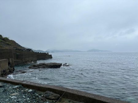 ガシラ(アラカブ)②