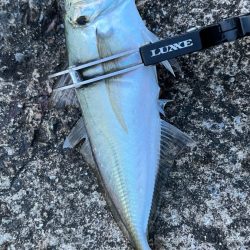 淡路島で釣り🎣