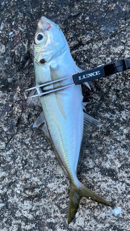 淡路島で釣り🎣