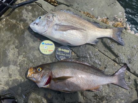 良型イサキにチヌ