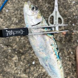 鰯釣りに島へ🏝️