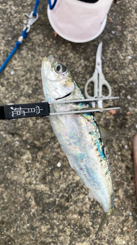 鰯釣りに島へ🏝️