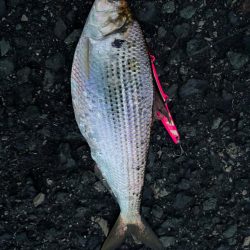 そろそろベイトが…