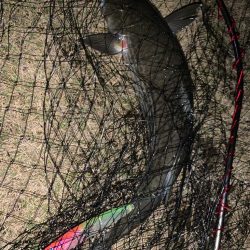 活性が高い！ボラの・・・