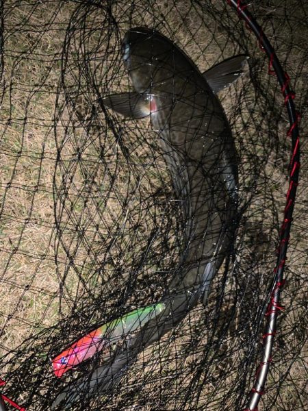 活性が高い！ボラの・・・