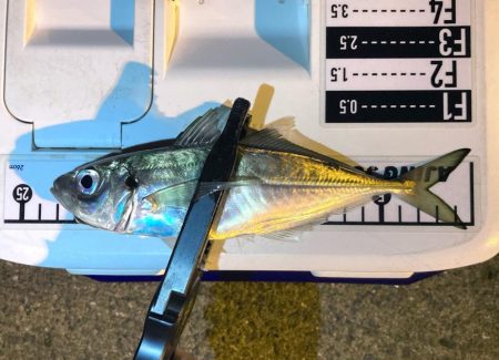 夜な夜なアジ探し