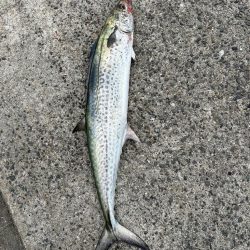 和歌山遠征でサワラ2本！